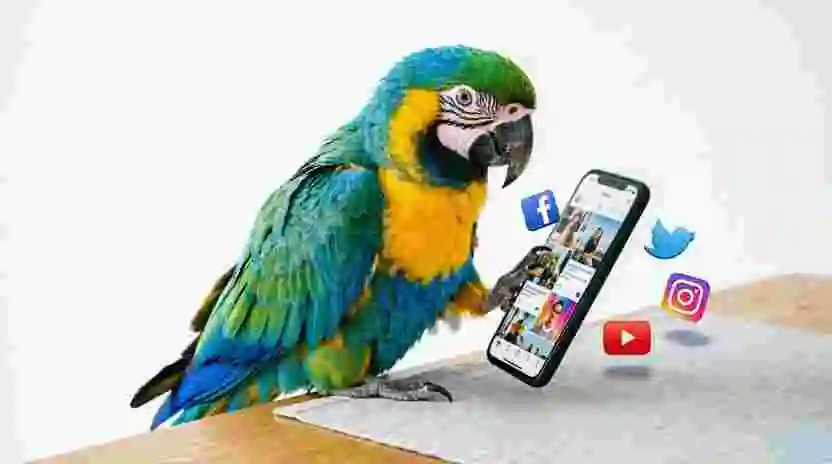  Perico on Social Media