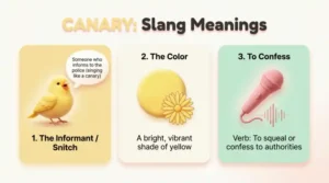 Canary Slang Meaning