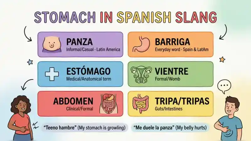Stomach in Spanish Slang